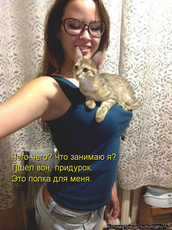Чего-чего? Что занимаю я? Пшёл вон, придурок. Это полка для меня.... Котоматрица: Чего-чего? Что занимаю я? Пшёл вон, придурок. Это полка для меня.