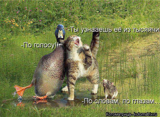 -Ты узнааешь её из тысяячи!! -По словам, по глазам... -По голосу!!... Котоматрица: -Ты узнааешь её из тысяячи!! -По словам, по глазам... -По голосу!!