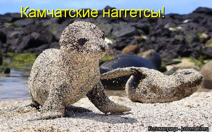 Котоматрица: Камчатские наггетсы!