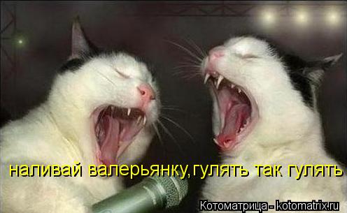 наливай валерьянку,гулять так гулять... Котоматрица: наливай валерьянку,гулять так гулять