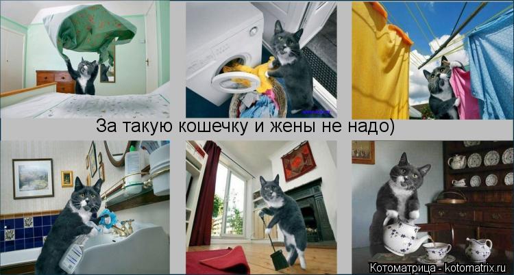 За такую кошечку и жены не надо)... Котоматрица: За такую кошечку и жены не надо)