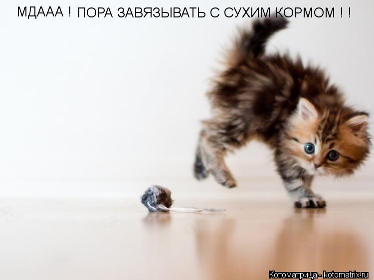 МДААА ! ПОРА ЗАВЯЗЫВАТЬ С СУХИМ КОРМОМ ! !... Котоматрица: МДААА ! ПОРА ЗАВЯЗЫВАТЬ С СУХИМ КОРМОМ ! !