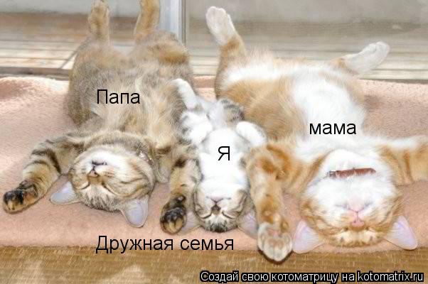 Папа мама Я Дружная семья... Котоматрица: Папа мама Я Дружная семья