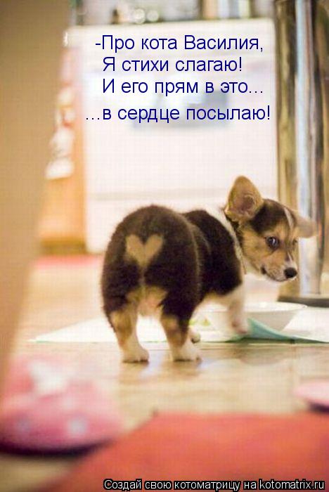 Котоматрица: -Про кота Василия, Я стихи слагаю! И его прям в это... ...в сердце посылаю!