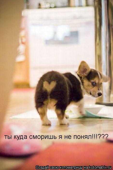 ты куда сморишь я не понял!!!???... Котоматрица: ты куда сморишь я не понял!!!???