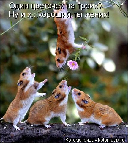 Один цветочек на троих? Ну и х...хороший ты жених!... Котоматрица: Один цветочек на троих? Ну и х...хороший ты жених!