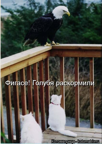 Фигасе! Голубя раскормили... Котоматрица: Фигасе! Голубя раскормили