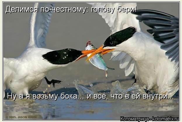 Делимся по-честному: голову бери! Ну а я возьму бока... и все, что в ей внутри...... Котоматрица: Делимся по-честному: голову бери! Ну а я возьму бока... и все, что в ей внутри...