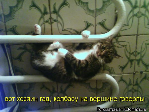вот хозяин гад, колбасу на вершине говерлы... Котоматрица: вот хозяин гад, колбасу на вершине говерлы