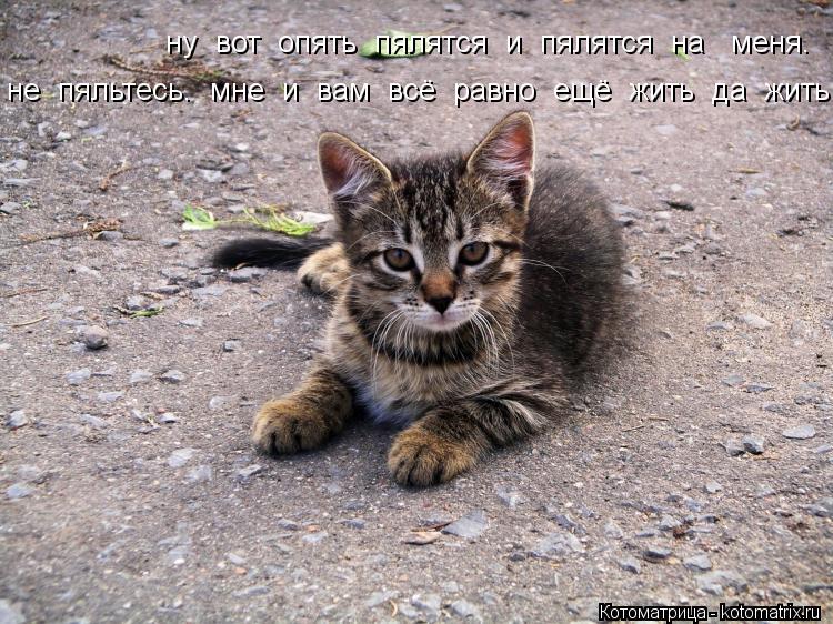 ну вот опять пялятся и пялятся на меня. не пяльтесь. мне и вам всё равно ещё жить ... Котоматрица: ну вот опять пялятся и пялятся на меня. не пяльтесь. мне и вам всё равно ещё жить да жить