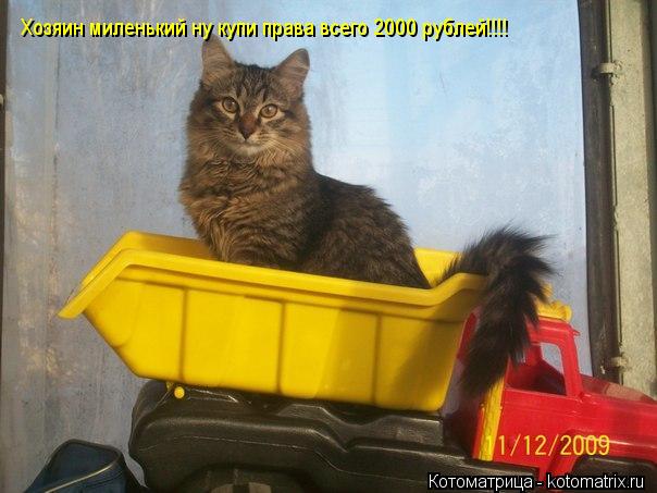 Хозяин миленький ну купи права всего 2000 рублей!!!!... Котоматрица: Хозяин миленький ну купи права всего 2000 рублей!!!!