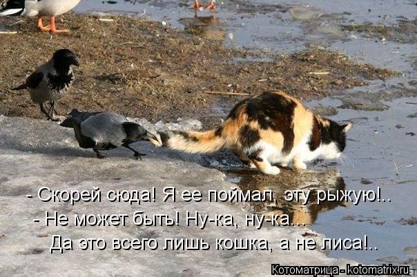 - Скорей сюда! Я ее поймал, эту рыжую!.. - Не может быть! Ну-ка, ну-ка... Да это всего лишь кошка, ... Котоматрица: - Скорей сюда! Я ее поймал, эту рыжую!.. - Не может быть! Ну-ка, ну-ка... Да это всего лишь кошка, а не лиса!..