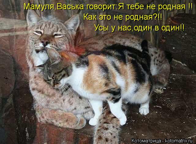 Мамуля,Васька говорит:Я тебе не родная !! Как это не родная?!! Усы у нас,один в один!!... Котоматрица: Мамуля,Васька говорит:Я тебе не родная !! Как это не родная?!! Усы у нас,один в один!!