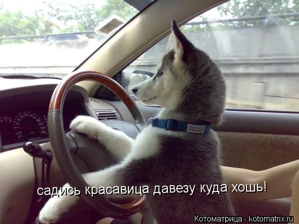 садись красавица давезу куда хошь!... Котоматрица: садись красавица давезу куда хошь!