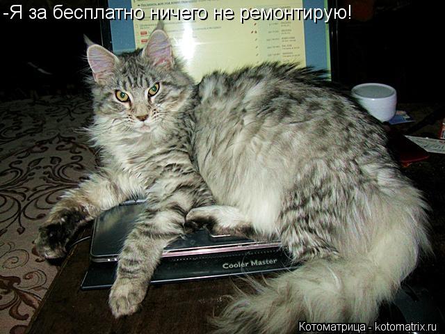 -Я за бесплатно ничего не ремонтирую!... Котоматрица: -Я за бесплатно ничего не ремонтирую!