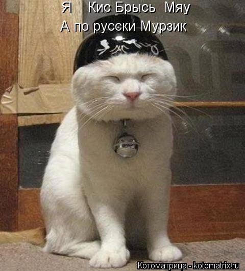 Я Кис Брысь Мяу Я Кис Брысь Мяу А по русски Мурзик... Котоматрица: Я Кис Брысь Мяу Я Кис Брысь Мяу А по русски Мурзик