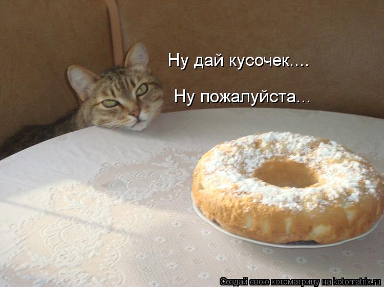 Ну дай кусочек.... Ну пожалуйста...... Котоматрица: Ну дай кусочек.... Ну пожалуйста...