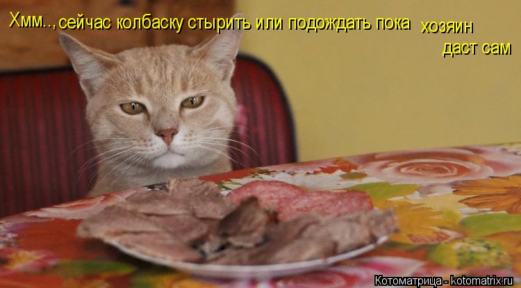 Хмм.., сейчас колбаску стырить или подождать пока хозяин даст сам... Котоматрица: Хмм.., сейчас колбаску стырить или подождать пока хозяин даст сам