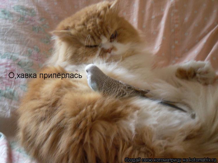 О,хавка припёрлась... Котоматрица: О,хавка припёрлась