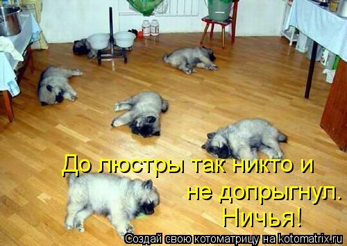 Ничья! До люстры так никто и не допрыгнул.... Котоматрица: Ничья! До люстры так никто и не допрыгнул.