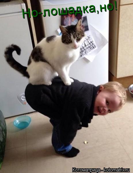 Но-лошадка,но!... Котоматрица: Но-лошадка,но!