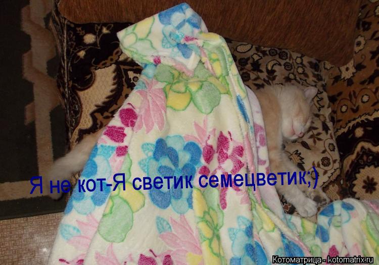 Я не кот-Я светик семецветик;)... Котоматрица: Я не кот-Я светик семецветик;)