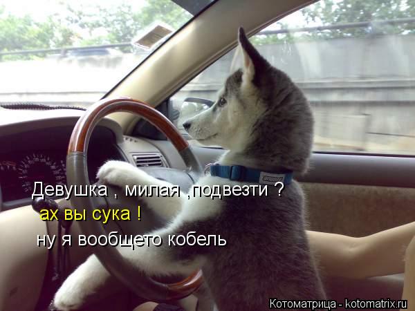 Девушка , милая ,подвезти ? ах вы сука ! ну я вообщето кобель... Котоматрица: Девушка , милая ,подвезти ? ах вы сука ! ну я вообщето кобель