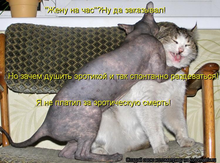 "Жену на час"?Ну да заказывал! Но зачем душить эротикой и так спонтанно раздеваться! Я не платил за э... Котоматрица: "Жену на час"?Ну да заказывал! Но зачем душить эротикой и так спонтанно раздеваться! Я не платил за эротическую смерть!