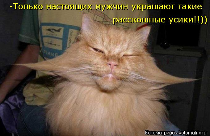-Только настоящих мужчин украшают такие расскошные усики!!))... Котоматрица: -Только настоящих мужчин украшают такие расскошные усики!!))