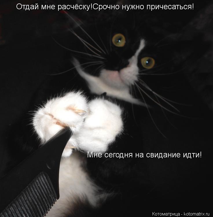 Отдай мне расчёску!Срочно нужно причесаться! Мне сегодня на свидание идти!... Котоматрица: Отдай мне расчёску!Срочно нужно причесаться! Мне сегодня на свидание идти!