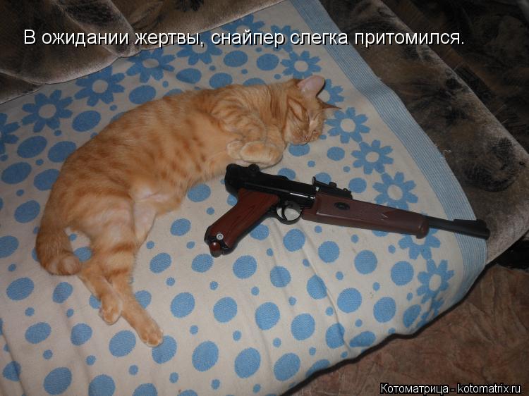 В ожидании жертвы, снайпер слегка притомился.... Котоматрица: В ожидании жертвы, снайпер слегка притомился.