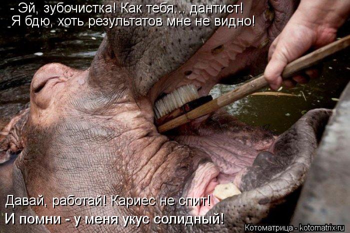 - Эй, зубочистка! Как тебя... дантист! Я бдю, хоть результатов мне не видно! Давай, работай! Кариес н... Котоматрица: - Эй, зубочистка! Как тебя... дантист! Я бдю, хоть результатов мне не видно! Давай, работай! Кариес не спит! И помни - у меня укус солидный!