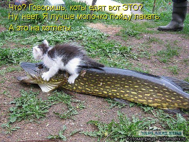 Что? Говоришь, коты едят вот ЭТО? Ну, неет. Я лучше молочко пойду лакать. А это на котлеты.... Котоматрица: Что? Говоришь, коты едят вот ЭТО? Ну, неет. Я лучше молочко пойду лакать. А это на котлеты.