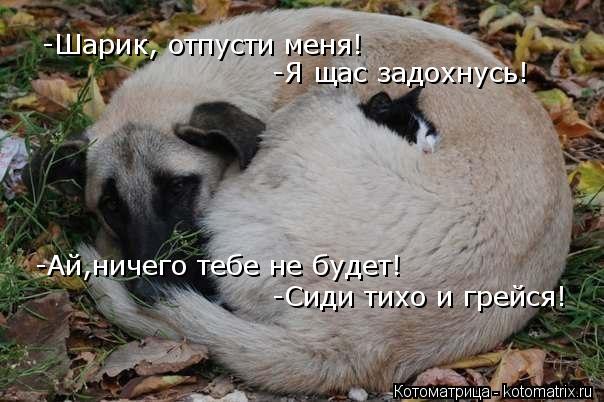 -Шарик, отпусти меня! -Я щас задохнусь! -Ай,ничего тебе не будет! -Сиди тихо и грейся!... Котоматрица: -Шарик, отпусти меня! -Я щас задохнусь! -Ай,ничего тебе не будет! -Сиди тихо и грейся!