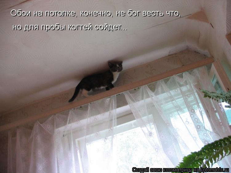 Обои на потолке, конечно, не бог весть что, но для пробы когтей сойдет...... Котоматрица: Обои на потолке, конечно, не бог весть что, но для пробы когтей сойдет...
