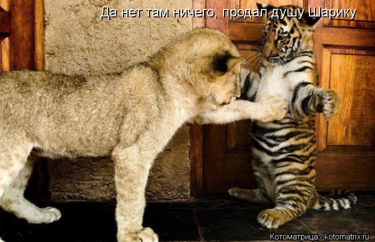 Да нет там ничего, продал душу Шарику... Котоматрица: Да нет там ничего, продал душу Шарику