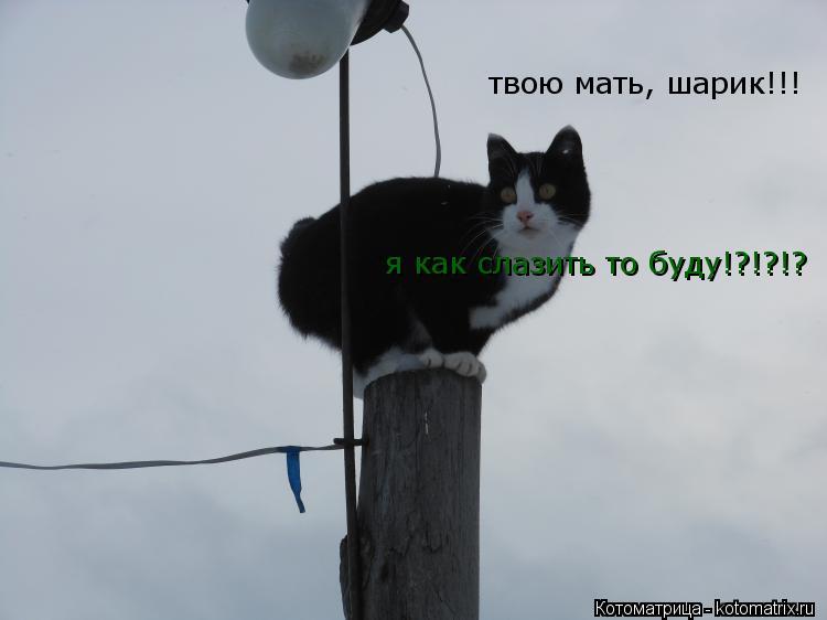 твою мать, шарик!!! я как слазить то буду!?!?!?... Котоматрица: твою мать, шарик!!! я как слазить то буду!?!?!?