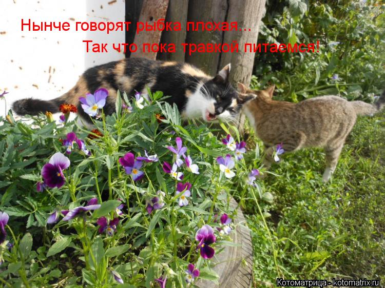 Нынче говорят рыбка плохая... Так что пока травкой питаемся!... Котоматрица: Нынче говорят рыбка плохая... Так что пока травкой питаемся!