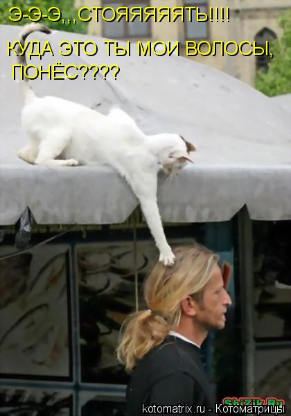 Э-Э-Э,,,СТОЯЯЯЯЯТЬ!!!! КУДА ЭТО ТЫ МОИ ВОЛОСЫ, ПОНЁС????... Котоматрица: Э-Э-Э,,,СТОЯЯЯЯЯТЬ!!!! КУДА ЭТО ТЫ МОИ ВОЛОСЫ, ПОНЁС????