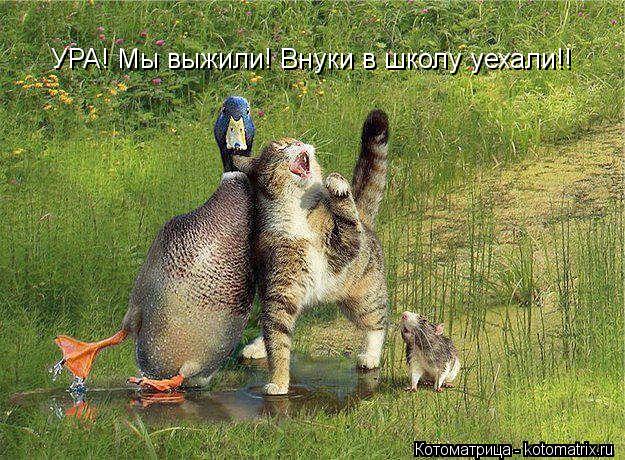 УРА! Мы выжили! Внуки в школу уехали!!... Котоматрица: УРА! Мы выжили! Внуки в школу уехали!!