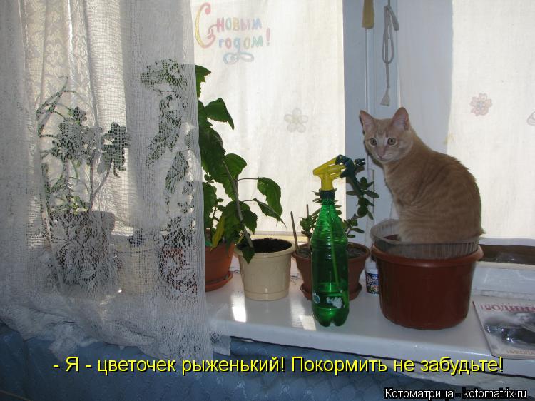 - Я - цветочек рыженький! Покормить не забудьте!... Котоматрица: - Я - цветочек рыженький! Покормить не забудьте!