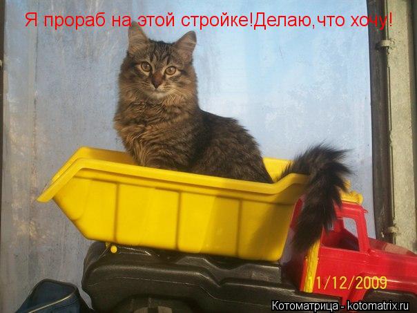 Я прораб на этой стройке!Делаю,что хочу!... Котоматрица: Я прораб на этой стройке!Делаю,что хочу!