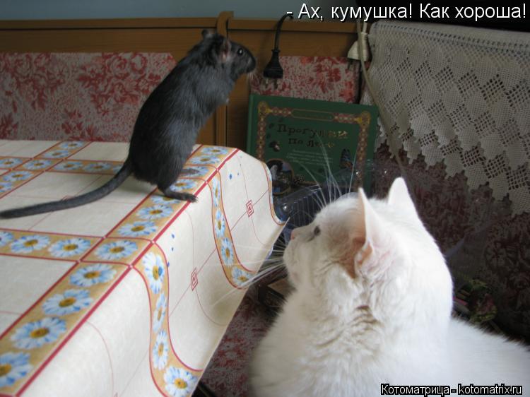 - Ах, кумушка! Как хороша!... Котоматрица: - Ах, кумушка! Как хороша!