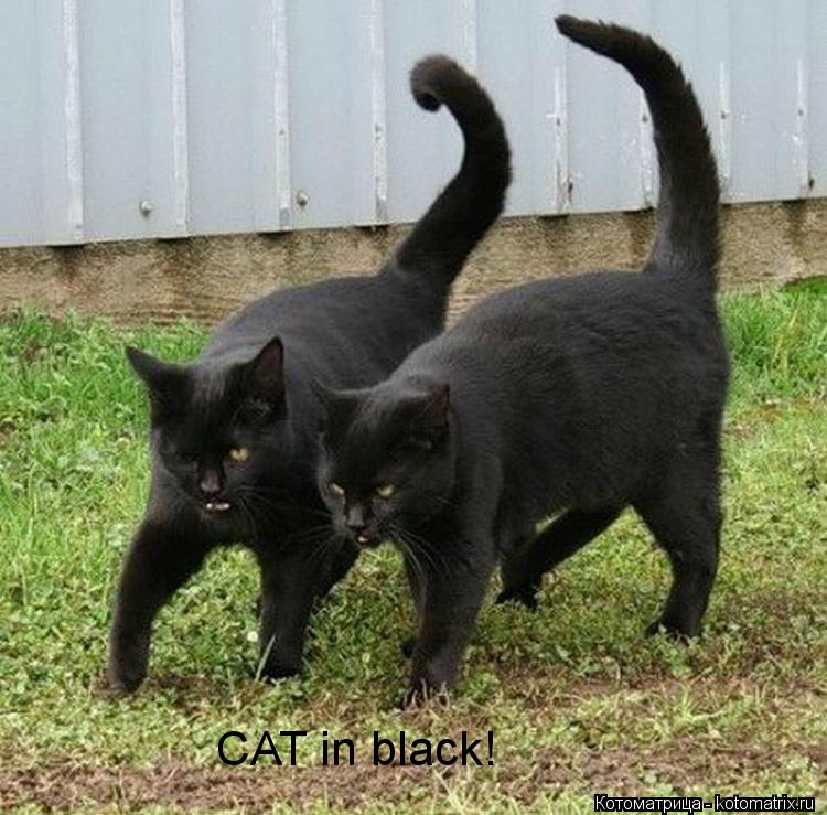 CAT in black!... Котоматрица: CAT in black!