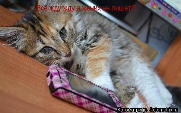 Всё жду жду а жених не пишет!!!... Котоматрица: Всё жду жду а жених не пишет!!!