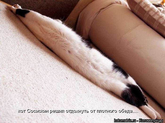 кот Сосискин решил отдохнуть от плотного обеда....... Котоматрица: кот Сосискин решил отдохнуть от плотного обеда....