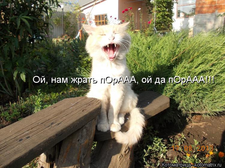 Ой, нам жрать пОрААА, ой да пОрААА!!!... Котоматрица: Ой, нам жрать пОрААА, ой да пОрААА!!!