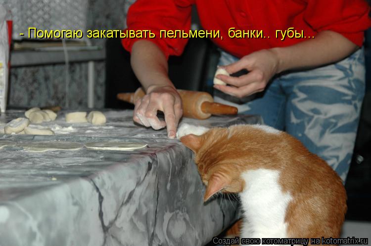 Котоматрица: - Помогаю закатывать пельмени, банки.. губы...