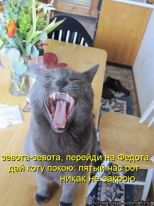 зевота-зевота, перейди на Федота, дай коту покою: пятый час рот никак не закрою... Котоматрица: зевота-зевота, перейди на Федота, дай коту покою: пятый час рот никак не закрою