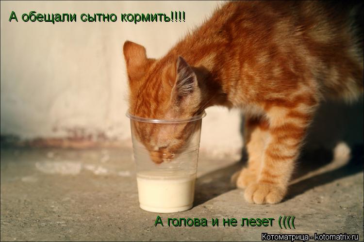 А обещали сытно кормить!!!! А голова и не лезет ((((... Котоматрица: А обещали сытно кормить!!!! А голова и не лезет ((((